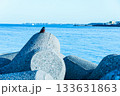 テトラポッドに佇むイソヒヨドリの海辺風景 133631863