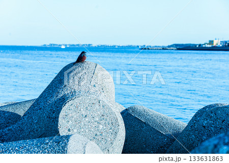 テトラポッドに佇むイソヒヨドリの海辺風景 133631863