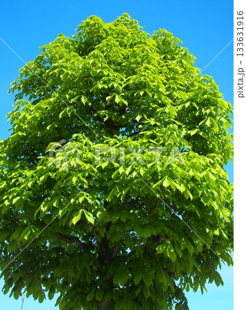 春の新緑の栃の木と青空 133631916