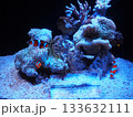 水中の魚 133632111