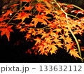 赤く色づいたモミジの葉 133632112
