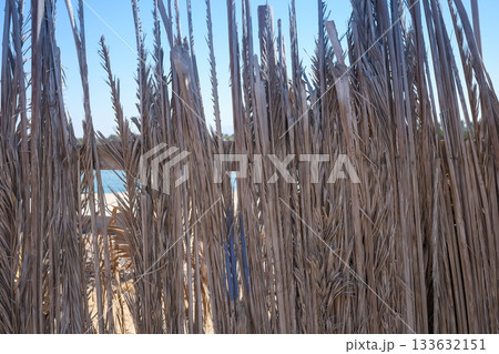 Tall dry reeds with blue sky background Tall dry reeds with blue sky background 133632151