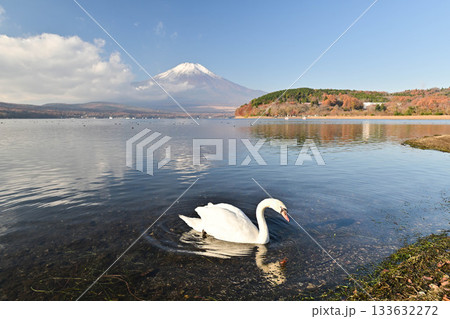 富士山と山中湖のハクチョウ 富士山と山中湖のハクチョウ 133632272