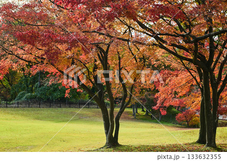 卯辰山の美しい紅葉 133632355
