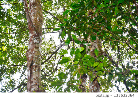 A close-up photo of a frankincense tree. The frankincense tree produces frankincense resin. The frankincense tree is native to Indonesia. Frankincense resin is used for mystical, medicinal, and cosmet A close-up photo of a frankincense tree. The frankincense tree produces frankincense resin. The frankincense tree is native to Indonesia. Frankincense resin is used for mystical, medicinal, and cosmet 133632364