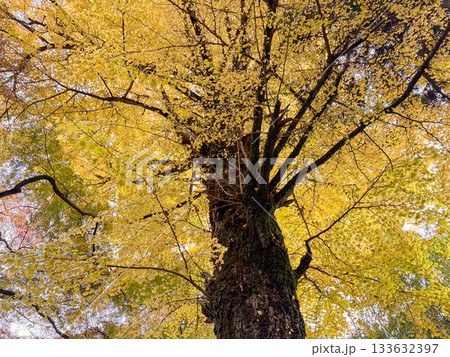 イチョウの木　Ginkgo tree 133632397
