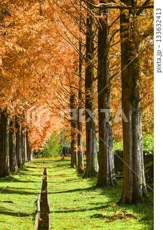 晩秋の金沢メタセコイア並木の黄葉 133632413