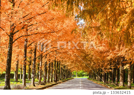 晩秋の金沢メタセコイア並木の黄葉 133632415