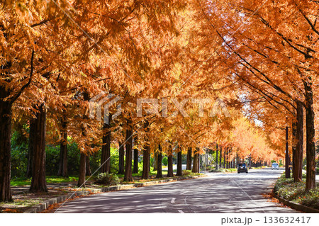 晩秋の金沢メタセコイア並木の黄葉 133632417