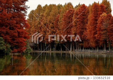 紅葉の森を写し込む公園の沼 埼玉県別所沼公園 紅葉の森を写し込む公園の沼 埼玉県別所沼公園 133632510