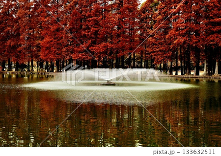 噴水のある公園の真っ赤な紅葉　埼玉県別所沼公園 133632511