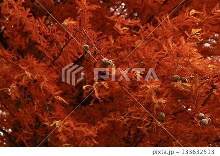 紅葉したヌマスギの実 紅葉したヌマスギの実 133632513