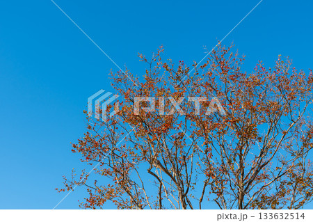 快晴の空に赤く色付く樹木 133632514