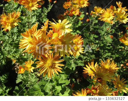こじま花の会花畑のオレンジ色の花 133632527