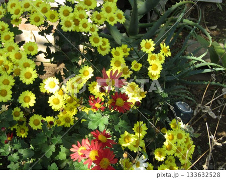 こじま花の会花畑の黄色い菊の花 133632528