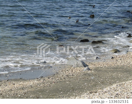 検見川浜の海岸に向かって泳ぐ冬の渡り鳥ヒドリガモ 133632531