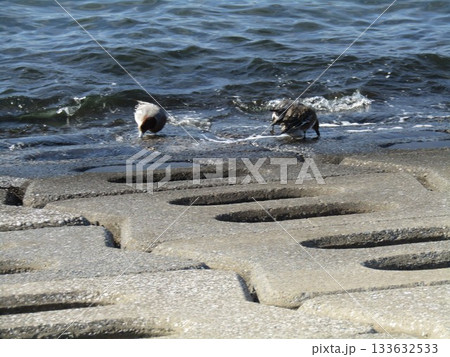 検見川浜の岸壁で採餌中のヒドリガモ 検見川浜の岸壁で採餌中のヒドリガモ 133632533