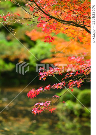 尾山神社の晩秋 133632576