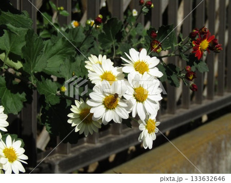 家庭花壇の白色の菊の花 家庭花壇の白色の菊の花 133632646