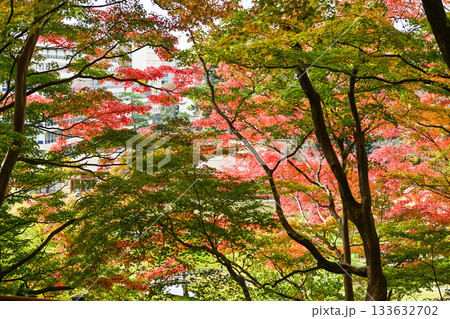 美しい紅葉が広がる金沢城公園 美しい紅葉が広がる金沢城公園 133632702