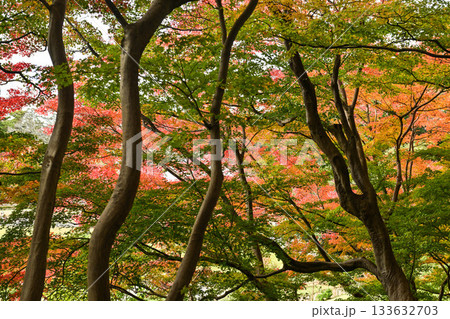 美しい紅葉が広がる金沢城公園 133632703