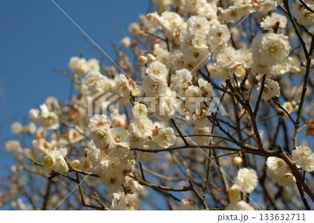青空を背景に咲く白梅 青空を背景に咲く白梅 133632711