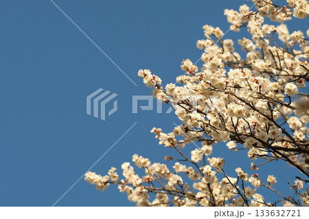青空を背景に咲く白梅 133632721