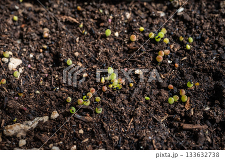Young Hamato Cactus while growing from seed. Seedlings are very small and grow fairly slowly. Young Hamato Cactus while growing from seed. Seedlings are very small and grow fairly slowly. 133632738