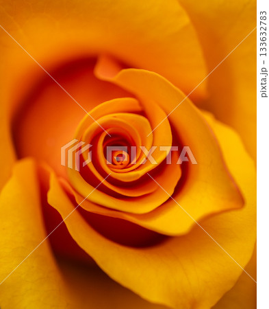 Close up of Halloween Rose blooming. Roses have a classic beauty, complementing traditional and contemporary garden alike. 133632783