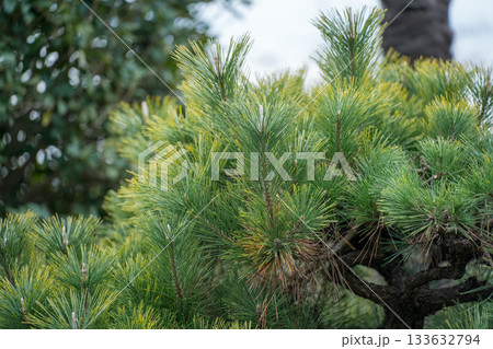 Japanese Gardener 133632794