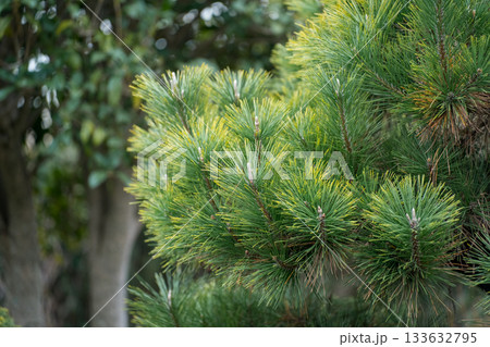 Japanese Gardener Japanese Gardener 133632795