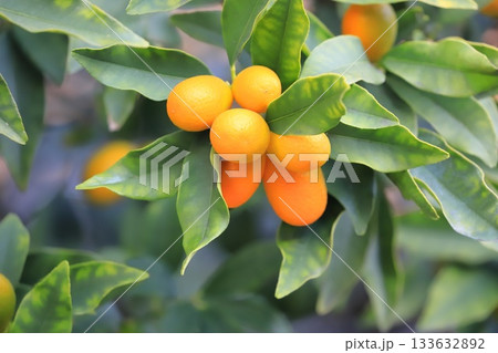 未熟な実と熟したきんかん　 133632892