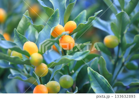 未熟な実と熟したきんかん　 133632893