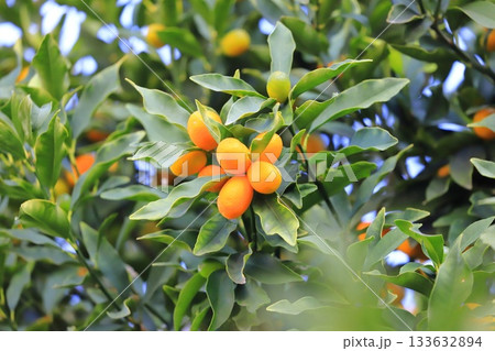 未熟な実と熟したきんかん　 133632894