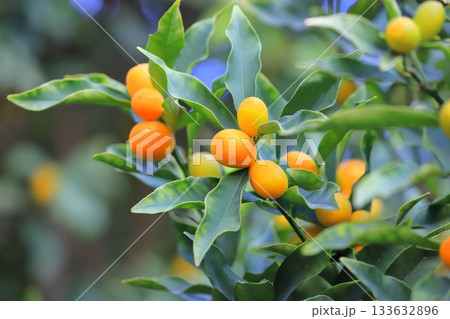 未熟な実と熟したきんかん　 133632896