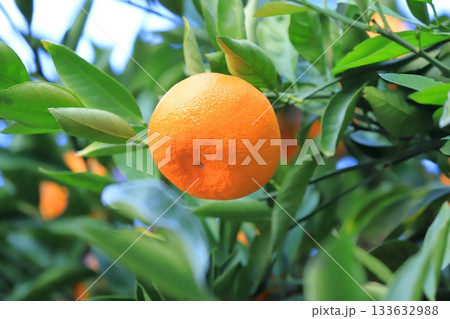 収穫期を迎えたみかん  133632988