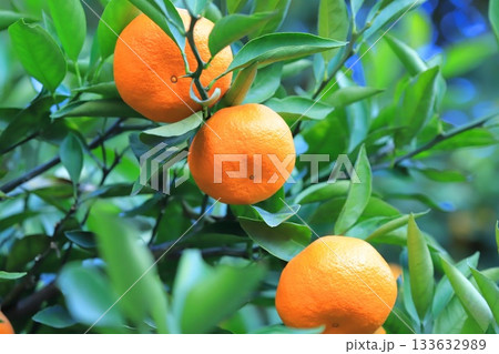 収穫期を迎えたみかん 収穫期を迎えたみかん 133632989
