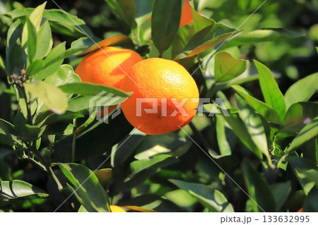 収穫期を迎えたみかん  133632995
