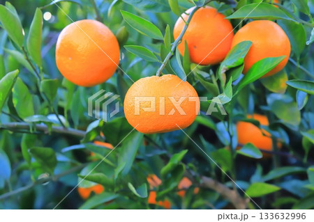 収穫期を迎えたみかん  133632996