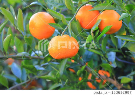 収穫期を迎えたみかん  133632997