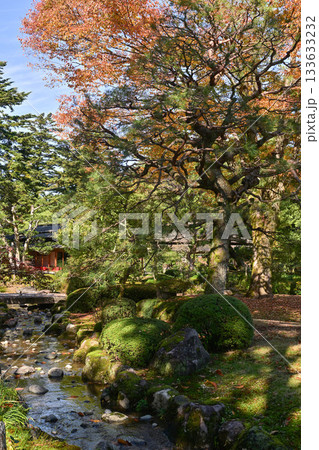 紅葉が美しい晩秋の兼六園 133633232