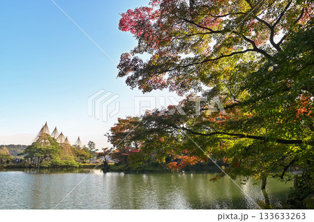 紅葉が美しい晩秋の兼六園 133633263