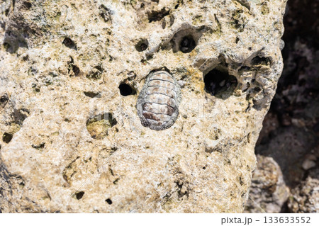 Close-up of a chiton on a weathered rock surface in nature 133633552