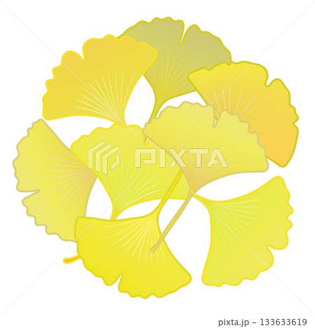 黄色く色づいた銀杏の葉っぱイラスト 133633619