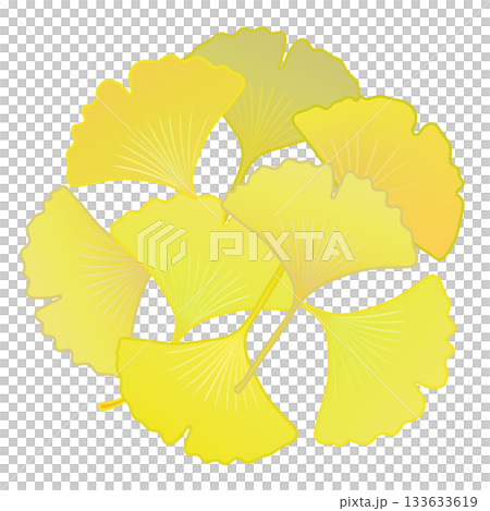 黄色く色づいた銀杏の葉っぱイラスト 133633619