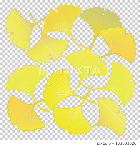 黄色く色づいた銀杏の葉っぱイラスト 133633620