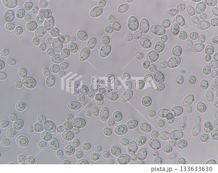 活発に活動する酵母菌 活発に活動する酵母菌 133633630