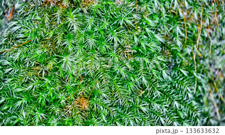 A close-up of green moss growing on the forest floor. Mosses are small plants often found in damp environments such as forests, lakeshores, or damp rocks. Mosses have distinctive characteristics that A close-up of green moss growing on the forest floor. Mosses are small plants often found in damp environments such as forests, lakeshores, or damp rocks. Mosses have distinctive characteristics that 133633632