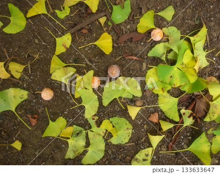 ギンナンの実 ギンナンの実 133633647