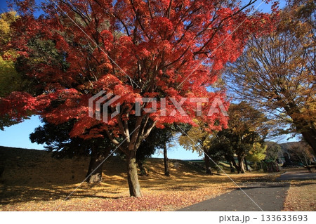 真っ赤な紅葉 133633693